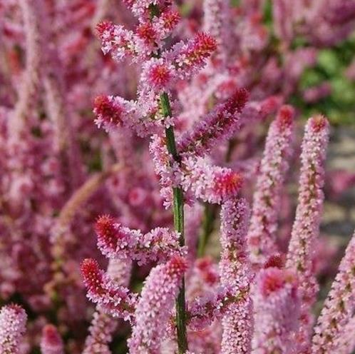 Psylliostachys suworowii Pink Pokers - Alecrim Do Pântano, Alecrim Pink Pokers, Lavanda Mar, Limonium Suworowii