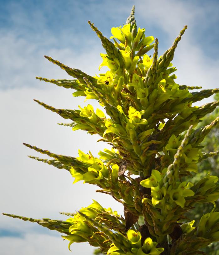 Puya chilensis - Bromélia do Chile, Chagual