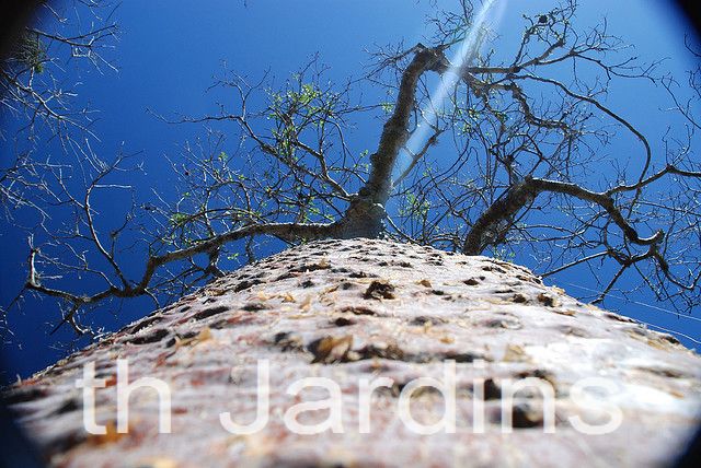 Adansonia rubrostipa - Baobá fony