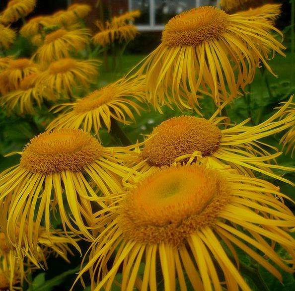 Inula magnifica 'Sonnenstrahl' - Inula gigante, Inula sonnenstrahl, Inula magnifica "Raio de Sol", Margarida giga
