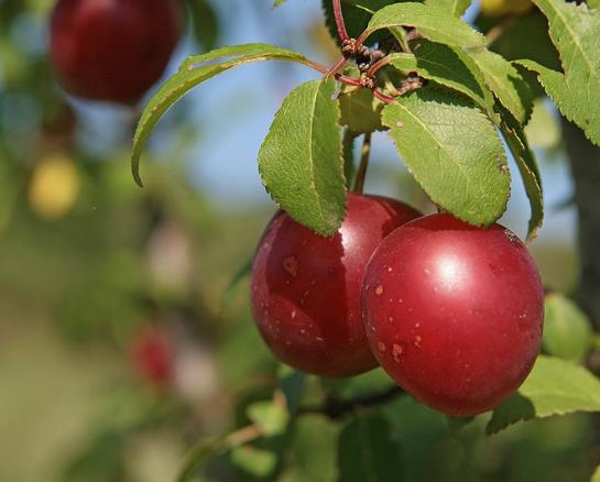 Prunus Cerasifera Cv. Red Cherry - Cerejeira, Cereja-ameixa, Cherry Plum