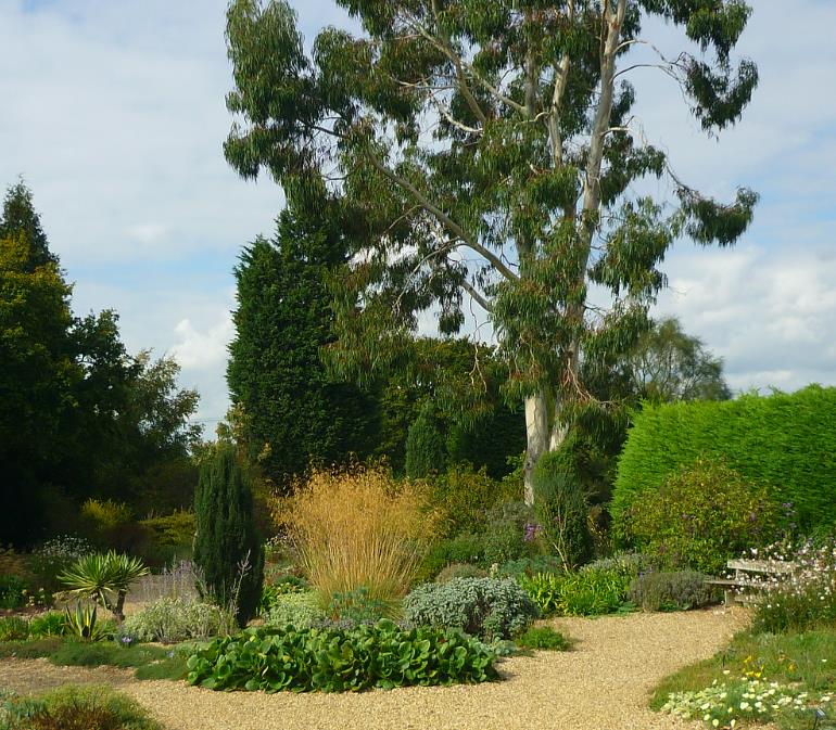 Eucalyptus dalrympleana - Eucalipto da Montanha, Goma de Montanha, Mountain Gum