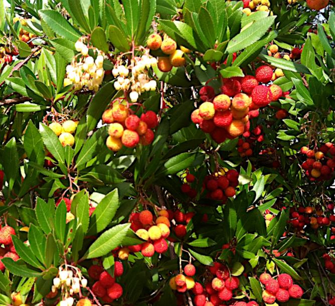 Arbutus unedo - Medronheiro, Árvore Morango, Ervedeiro, Êrvodo, Medronho, Strawberry Tree
