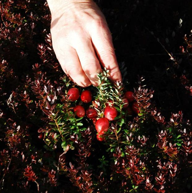Vaccinium macrocarpon - Cereja Oxicoco, Oxycocus, American Cranberry Oxycoccus