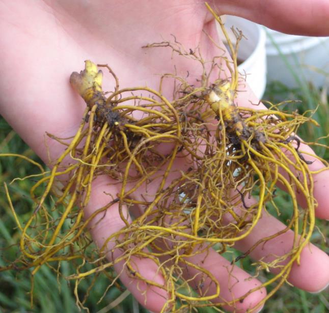Hydrastis canadensis - Raiz dourada, Raiz de ouro, Goldenseal