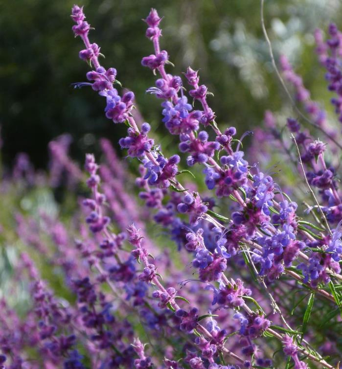 Trichostema lanatum - Alecrim da Califórnia, Alecrim Selvagem Americano, Woolly Blue-Curls