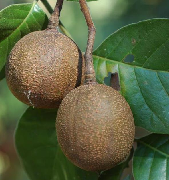 Chukrasia tabularis - Cedro Branco, Mogno Indiano, Sequoia Indiana, Amêndoa da Birmânia
