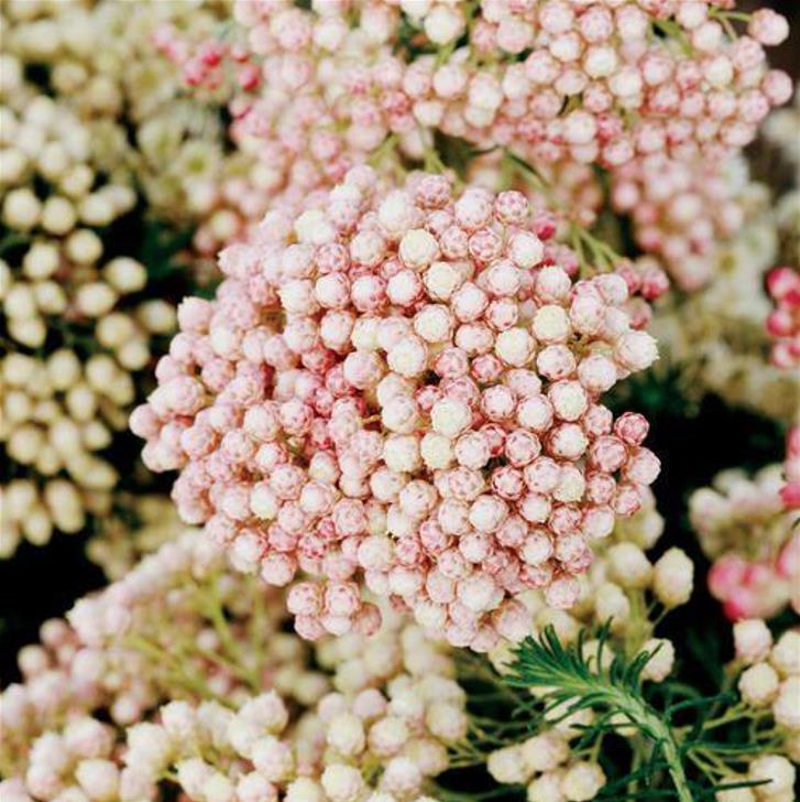 Ozothamnus diosmifolius - Flor de Arroz, Alecrim Selvagem, Arbusto de Sagu, Rice Flower