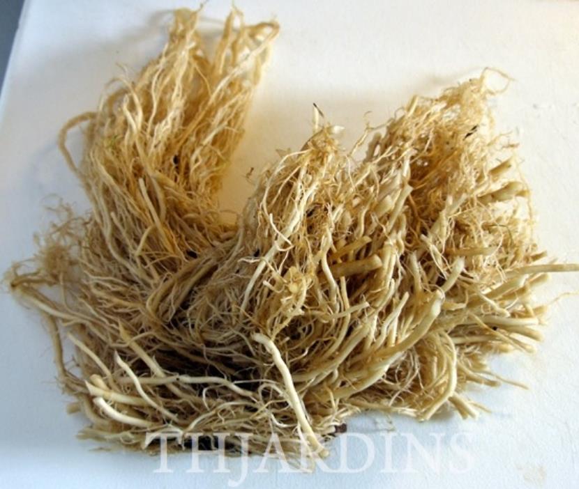 Valeriana Officinalis Anthos - Erva De São Jorge, Valeriana