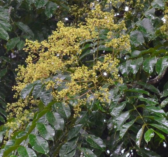 Zanthoxylum rhetsa (Zanthoxylum limonella) - Pimenta Sichuan indiana, Pimenta tirphal,Triphal pepper, Teppal pepper