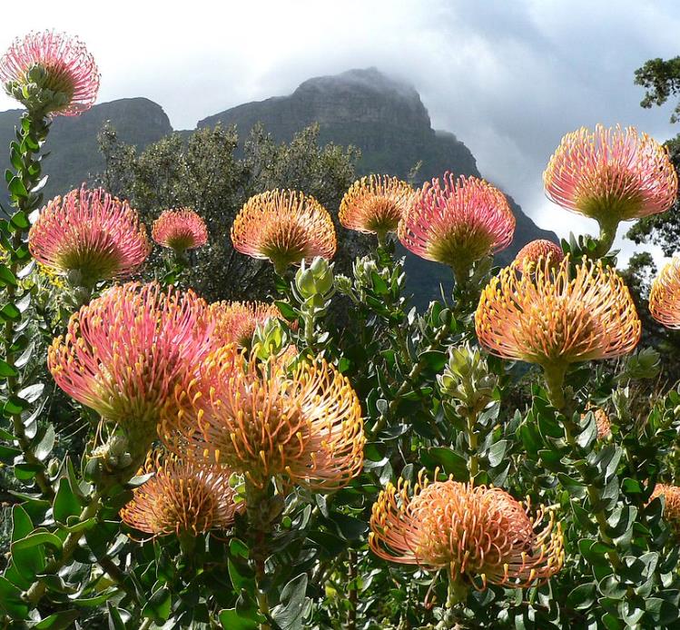 Leucospermum cordifolium - Protea Alfineteiro Ornamental, Almofada de Alfinetes, Pincushion
