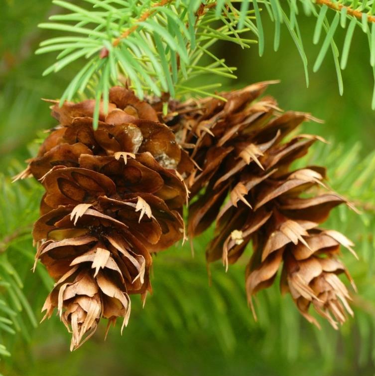 Pseudotsuga menziesii var. menziesii  - Coast Douglas Fir, Douglas Fir, Abeto Douglas da Costa, Pinheiro do Oregon