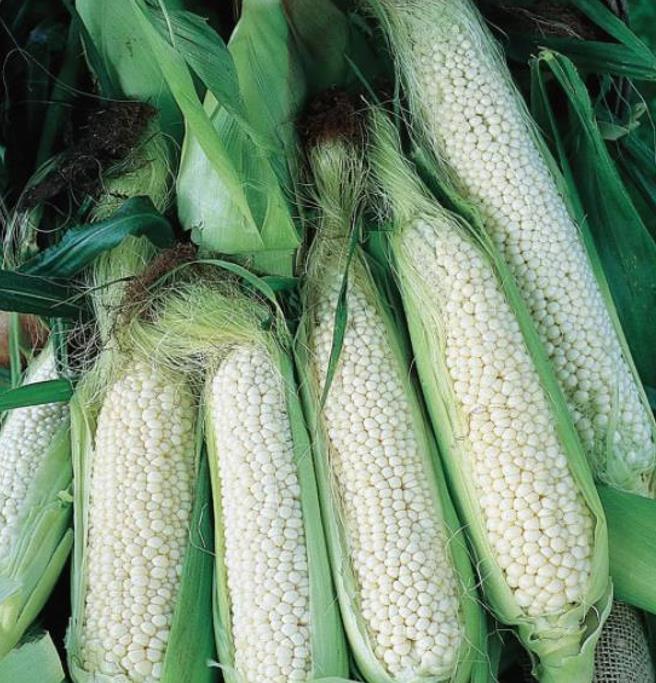 Zea mays Country Gentleman (C.O) - Milho Doce Country Gentleman, Milho Doce Shoepeg