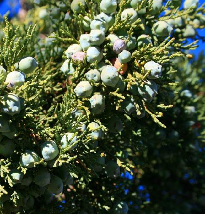 Juniperus deppeana Pachyphloea (Juniperus pachyphloea) - Zimbro do Jararé, Junípero Alligator, Alligator Juniper, Sweet-