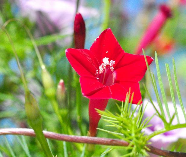 Ipomoea quamoclit Feathers (Pennata) - Mix (branca, rosa e vermelha) - Trepadeira cipreste, Videira cipreste Glória da m