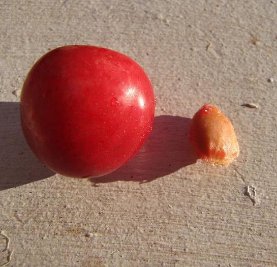 Prunus Cerasifera Cv. Red Cherry - Cerejeira, Cereja-ameixa, Cherry Plum