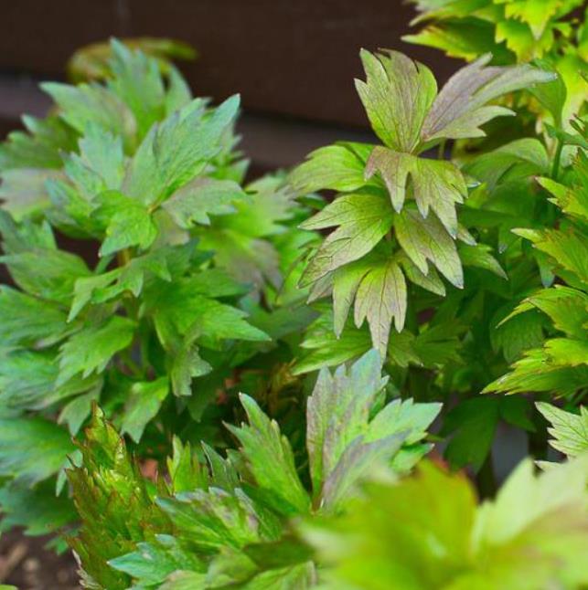 Levisticum officinale - Levistico, Liveche, Lovage, Erva Maggi, Folhas de Ligústica