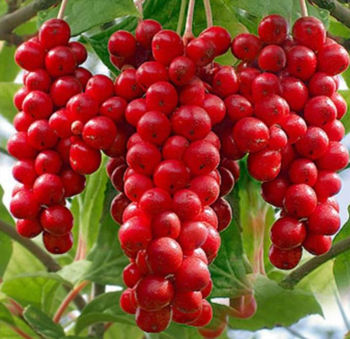 Schisandra chinensis - Cereja dos 5 Sabores (Wu-Wei-Zi), Magnolia Berry, Limonnik, Uva Vermelha