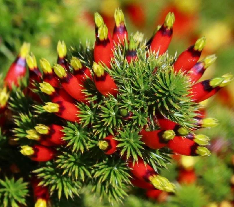 Astroloma foliosum - Arbusto De Natal, Mini pinheiro de Natal, Candle Cranberry, Christmas bush