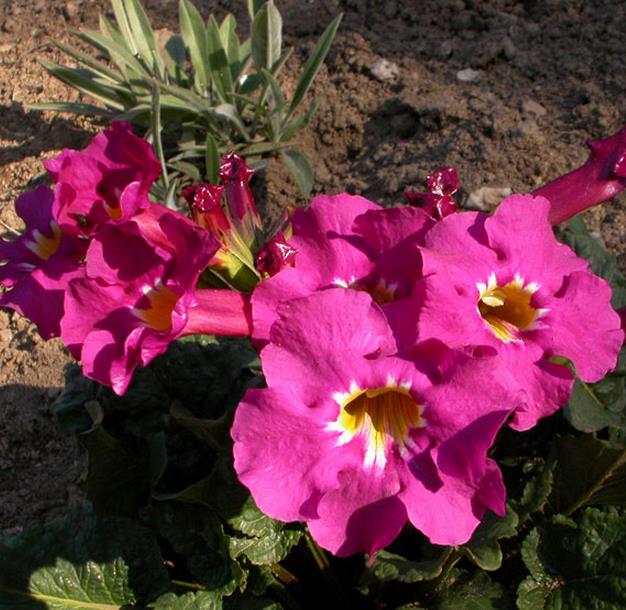 Incarvillea mairei Grandiflora - Gloxinia Anão Resistente, Dwarf Hardy Gloxinia