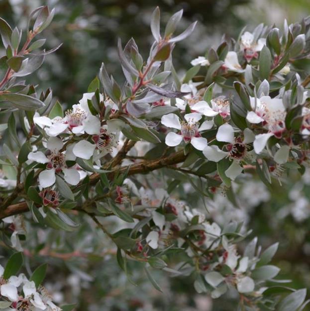 Leptospermum grandiflorum - Árvore de Chá das Flores Grandes, Árvore de Chá do Outono, Autumn Tea Tree