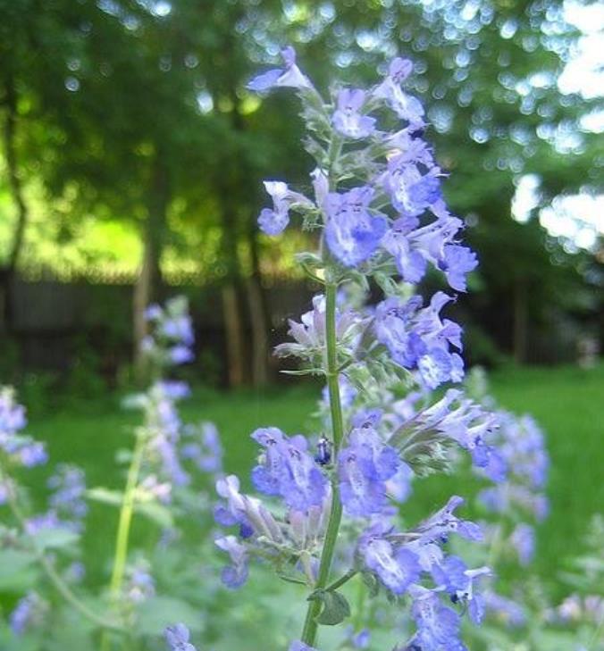 Nepeta clarkei - Erva dos Gatos Flor Azul, Clark's Catmint, Himalayan Catmint
