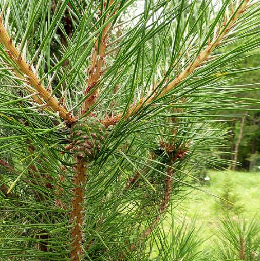 Pinus tabuliformis - Pinheiro vermelho Manchuriano, Pinheiro Chinês do Sul, Pinheiro vermelho Chinês