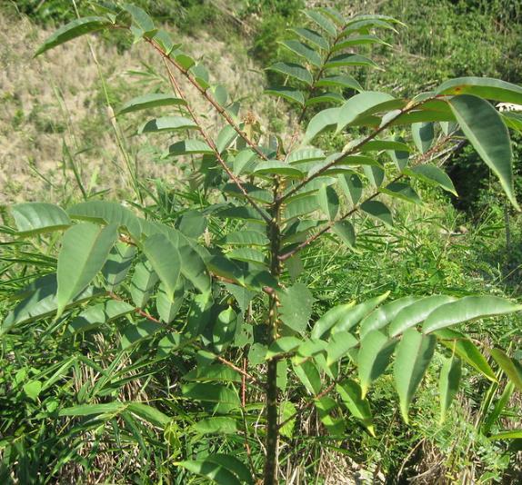 Zanthoxylum rhetsa (Zanthoxylum limonella) - Pimenta Sichuan indiana, Pimenta tirphal,Triphal pepper, Teppal pepper