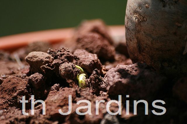 Adansonia rubrostipa - Baobá fony
