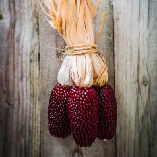 Zea mays Strawberry Popcorn (C.O) - Milho Pipoca Morango, Milho Pipoca Ornamental