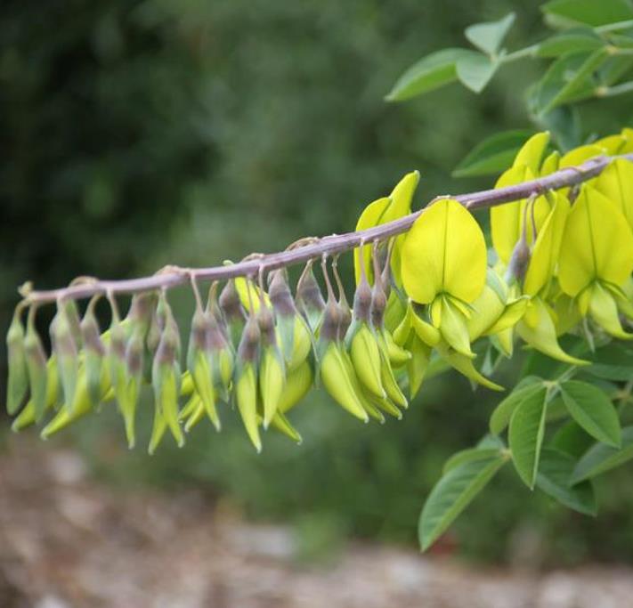 Crotalaria agatiflora -  Arbusto Canário, Arbusto Beija Flor, Flor Pássaro, Birdflower