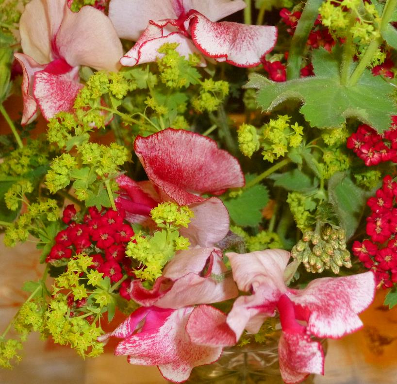 Lathyrus odoratus 'Ripple Wiltshire' - Ervilha Doce Aromática Ripple Wiltshire, Ervilha Doce Perfumada de Spencer 'Wilt