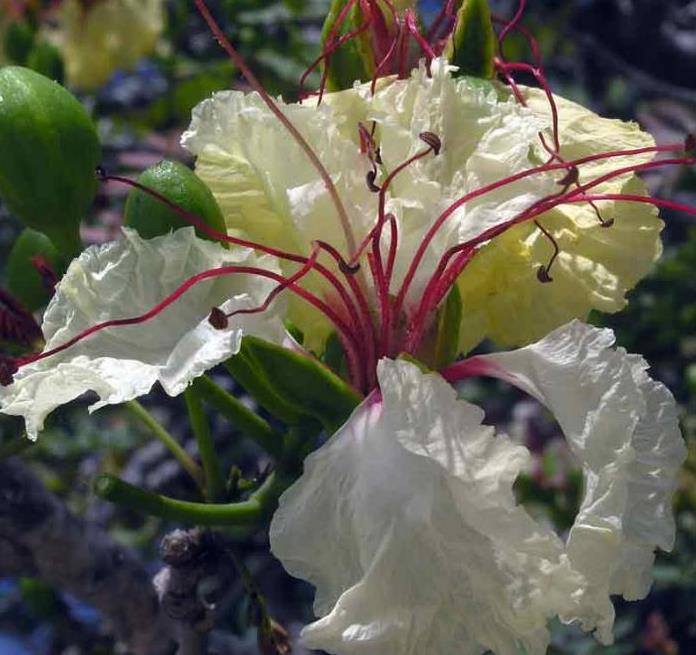 Delonix decaryi - Flamboyant Garrafa, Decary's Poinciana, Poinciana adansonioides Decaryi