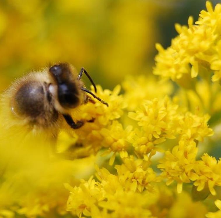 Galium verum subsp. Verum - Erva Coalheira, Erva do coalho, Coalho De Queijo, Gálio, Ladys Bedstraw