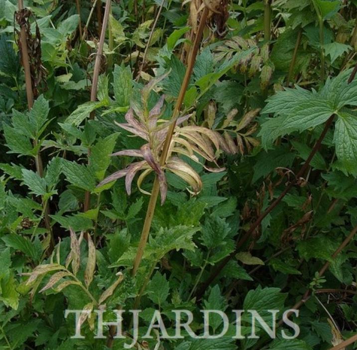 Valeriana Officinalis Anthos - Erva De São Jorge, Valeriana