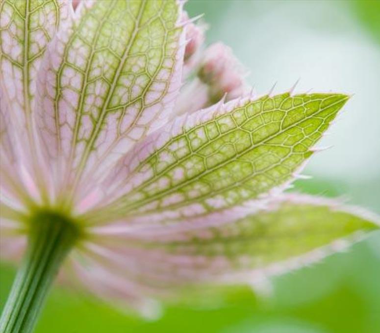 Astrantia maxima (Astrantia heterophylla, Astrantia speciosa) - Estrela Maior, Grande Obra-Prima, Masterwort