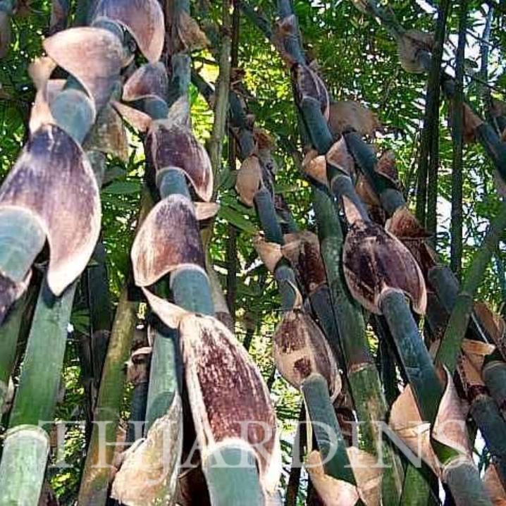 Gigantochloa apus - Bambu Gigante Tabashir, Bambu Tali, Giant Tabashir Bamboo