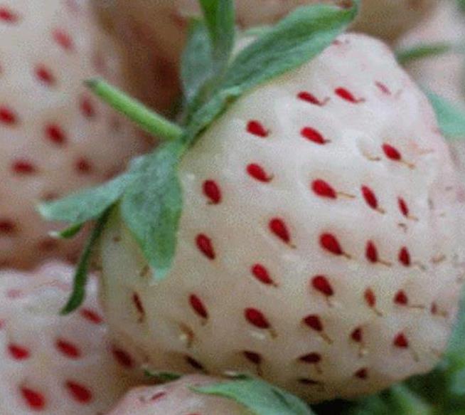 Fragaria vesca 'White Soul' - Morango Alma Branca, Morango Branco, Morango Abacaxi, Pineberry