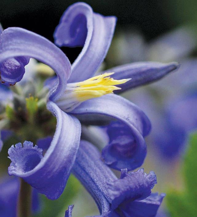 Clematis heracleifolia (Clematis davidiana) - Clematis Floração Jacinto, Clematis Flor de Jacinto, Clematis Arbustiva