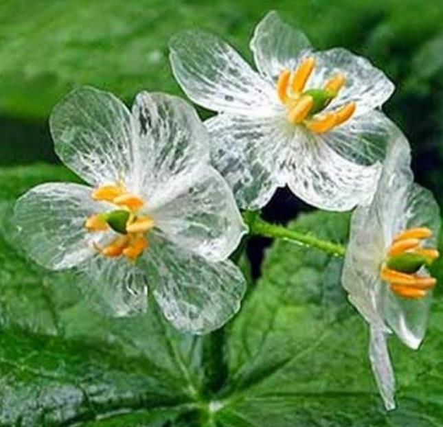 Diphylleia grayi - Flor cristal, Flor Mágica de Cristal, Flor Esqueleto, Flor Pétalas de Cristal, C