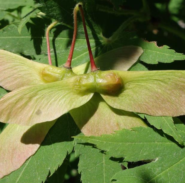 Acer pseudosieboldianum - Maple Purplebloom, Bordo Coreano