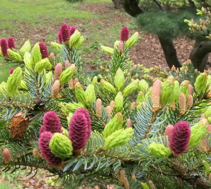 Picea jezoensis - Pinheiro abeto Jezo