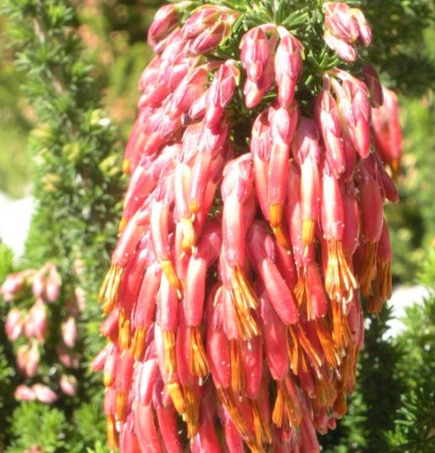 Erica coccinea subsp. Coccinea - Erica coccinea, Urze com Borla, Urze de Borla, Érica verdadeira