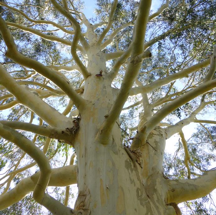 Eucalyptus dalrympleana - Eucalipto da Montanha, Goma de Montanha, Mountain Gum
