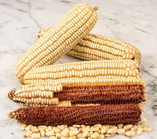 Zea mays Tennessee Red Cob (C.O) - Milho Branco da Espiga Vermelha do Tennessee