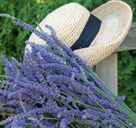 Lavandula Angustifolia Blue River - Lavanda Inglesa Rio Azul, Lavanda Inglesa Blue River, Alfazema