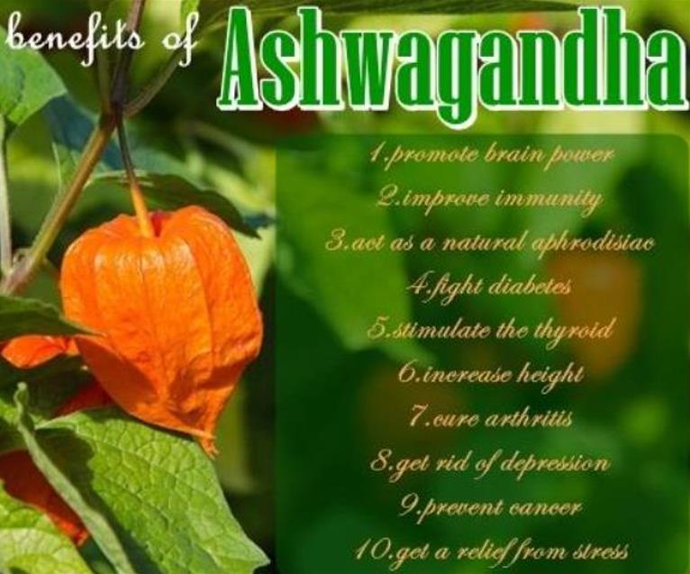 Withania Somnifera - Ashwagandha, Ginseng Indiano, Cereja de Inverno