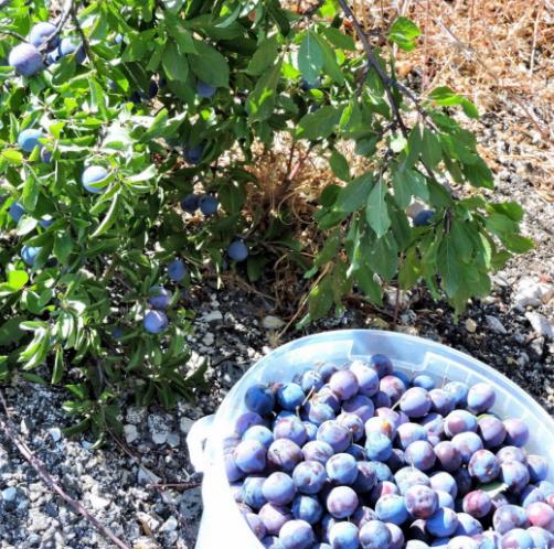 Prunus Spinosa - Abrunheiro, blackthorn, Wilplum, cereja selvagem