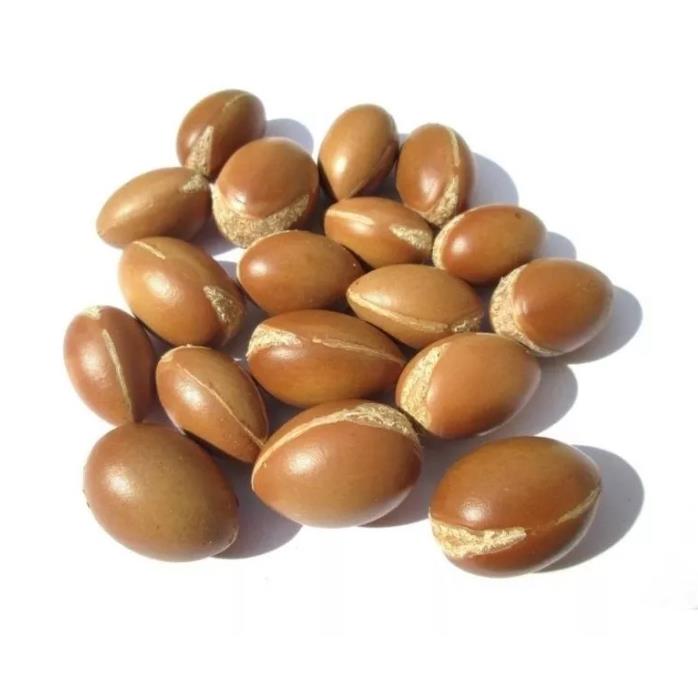 Argania spinosa - Árvore Argan, Ouro Marroquino, Árvore da Vida