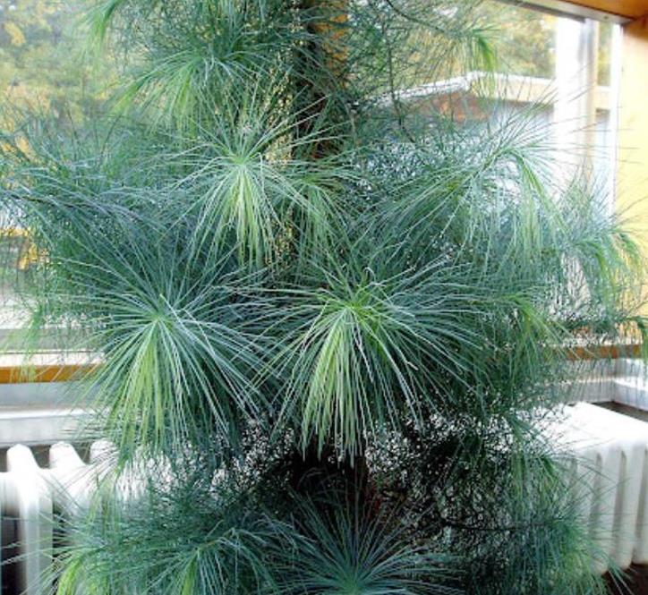 Pinus maximartinezii - Pinhão Martinez, Maxi-Pinhão, Pinhão Real, Pinheiro Zacatecas